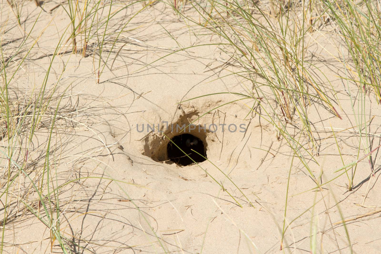 A rabbit burrow, hole, dug in the sand with grass surrounding.