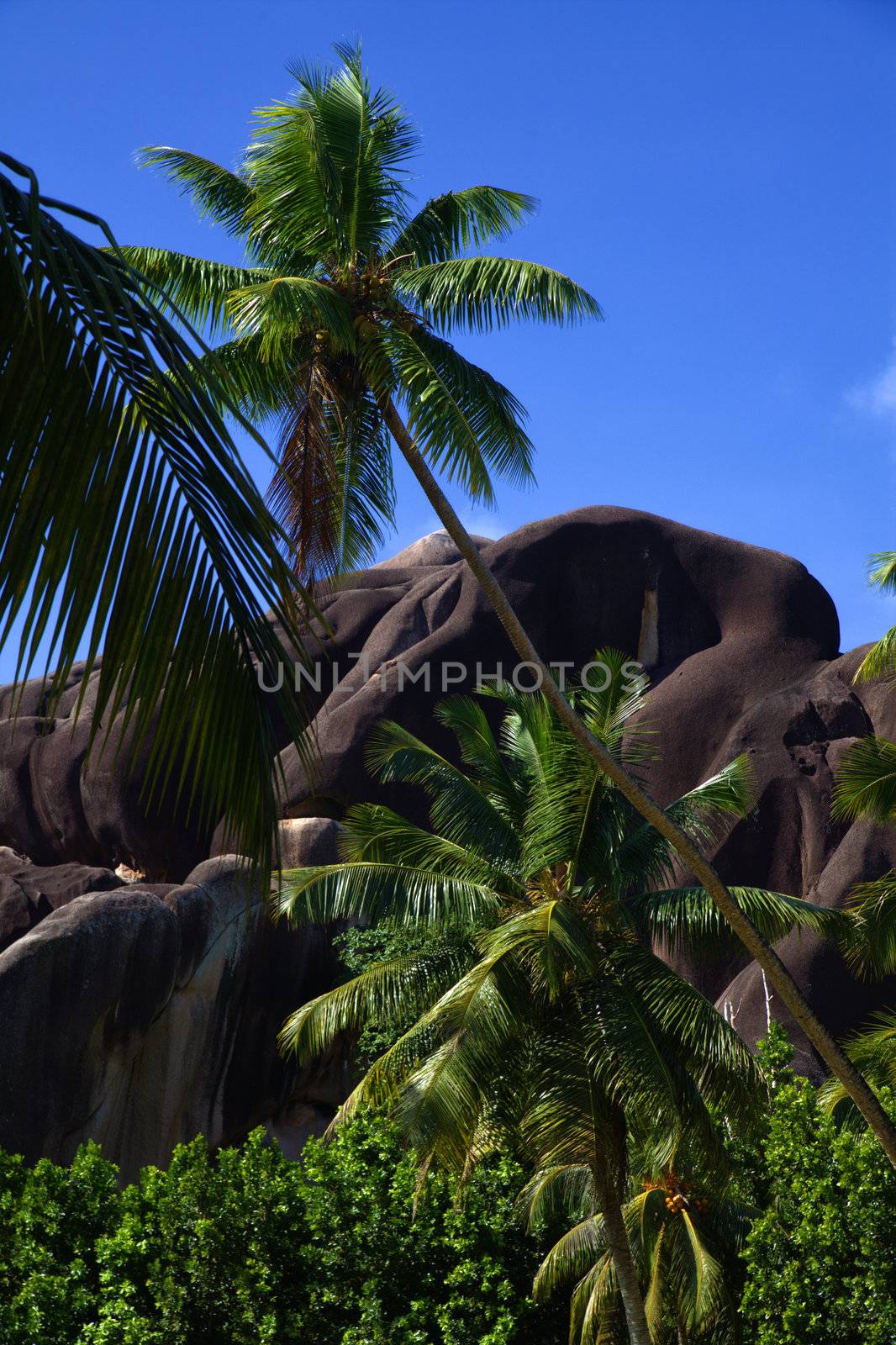 Beautiful tropical scene of weathered volcanic rock shoreline with palm trees