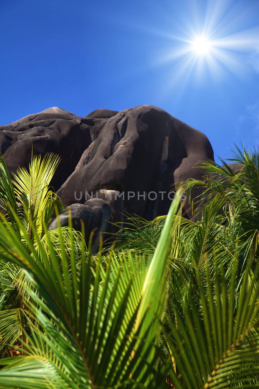 Palm fronds and boulders under a bright sunlit shoreline in the tropics