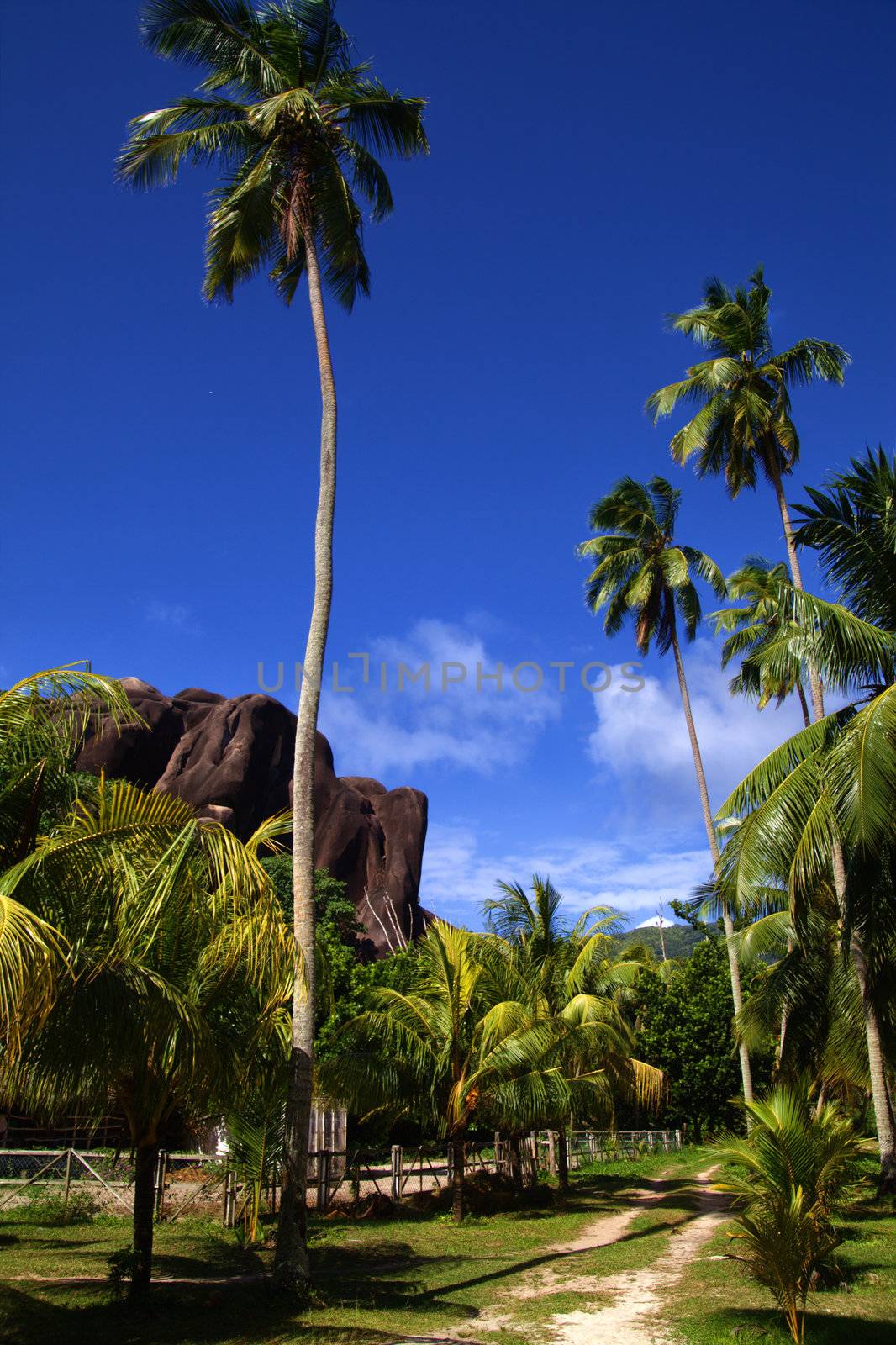 Two tracked road under towering palms leads to the seashore in a tropical paradise