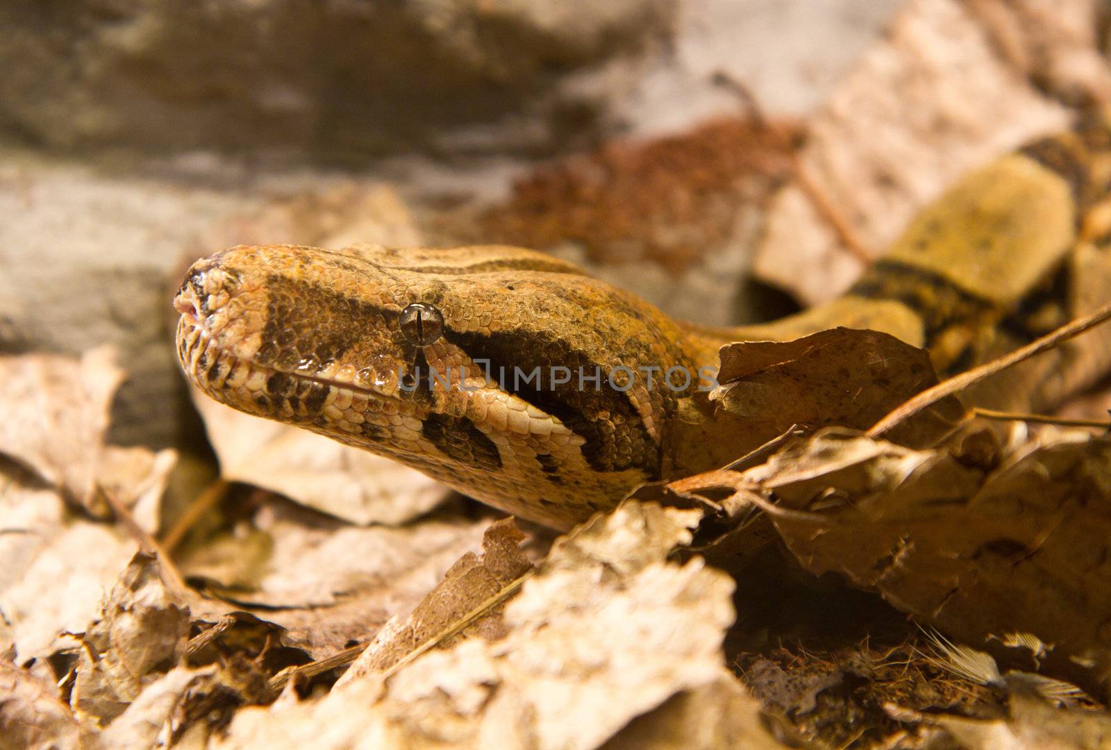 boa constrictor by lsantilli