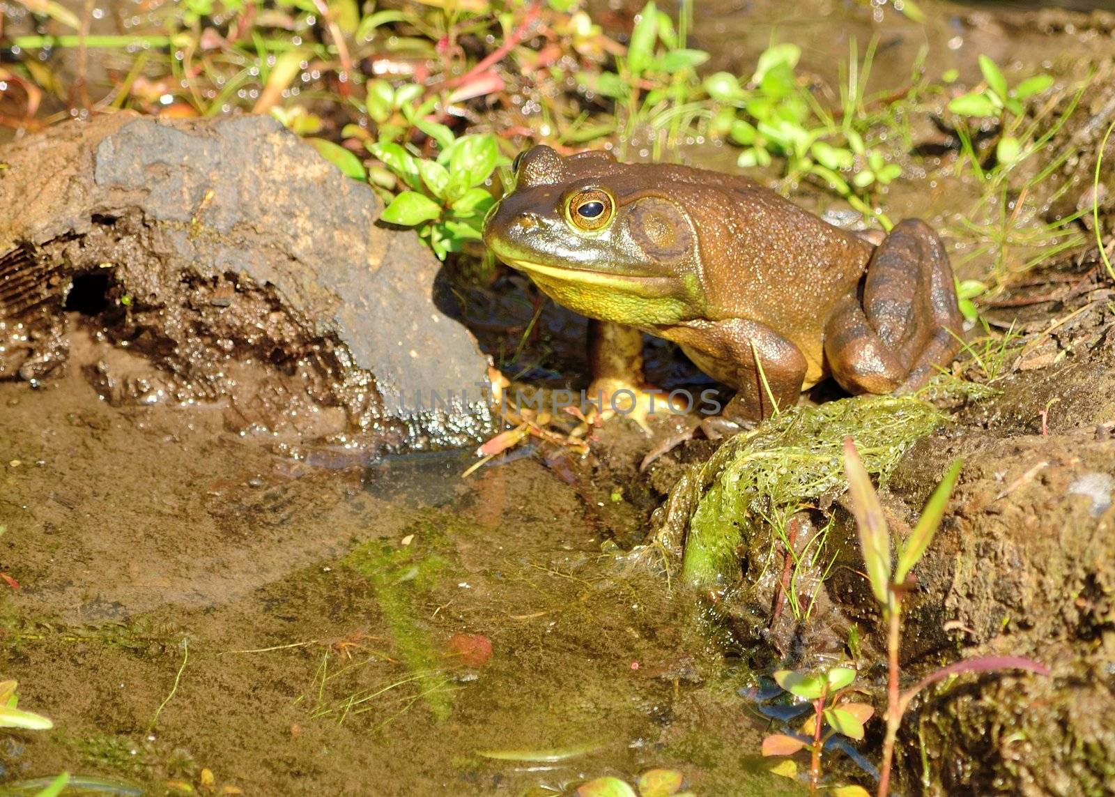 Bullfrog sitting in the water in a pond next to a log.