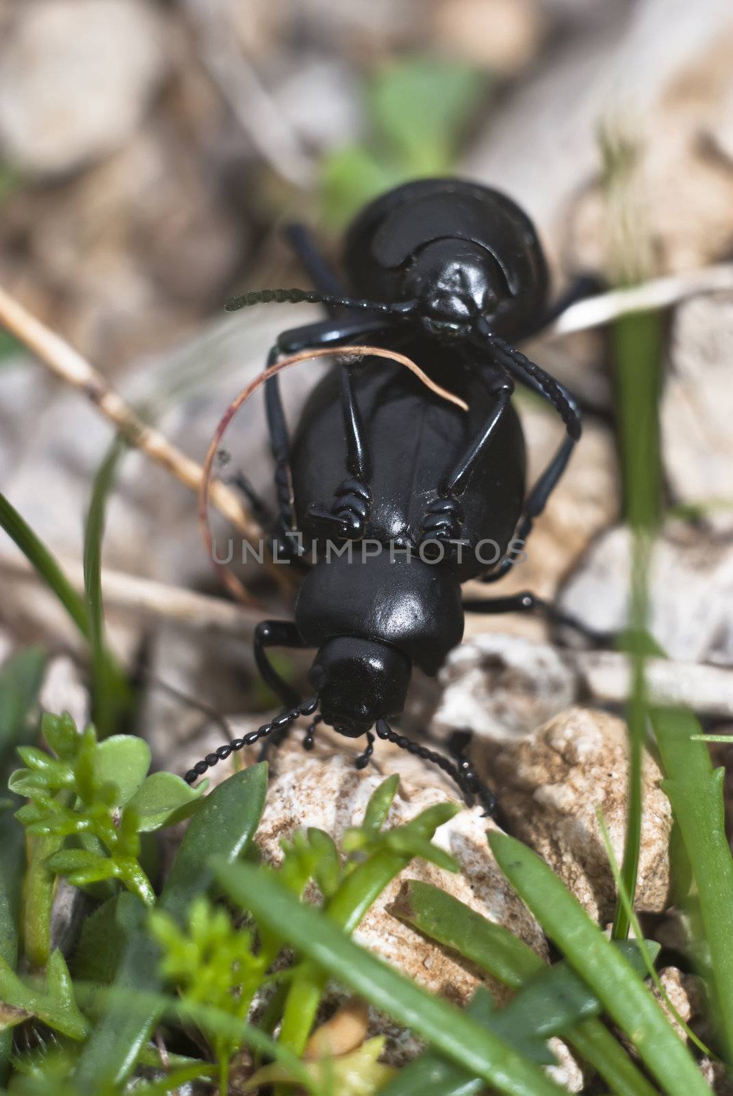 Mating Beetles by gandolfocannatella