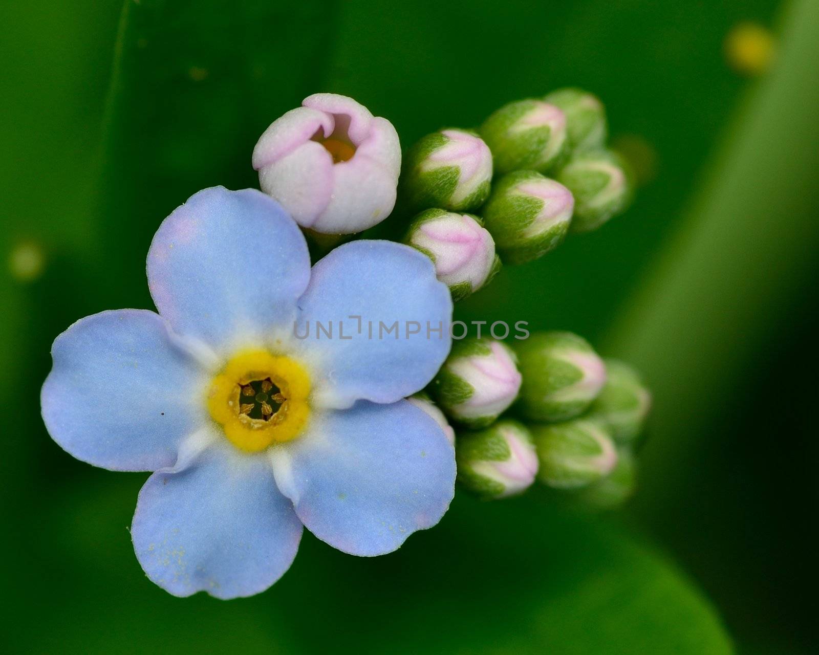 Macro closeup of a Forget Me Not Flower.