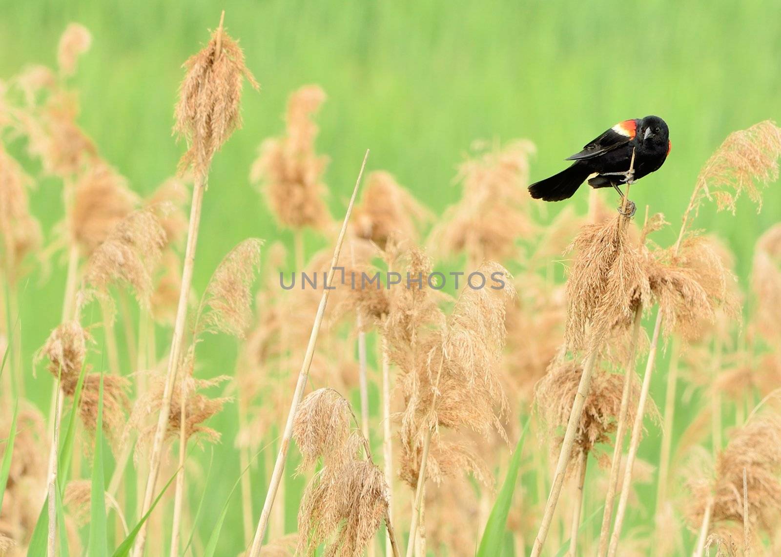 Male Red-wing Blackbird by brm1949