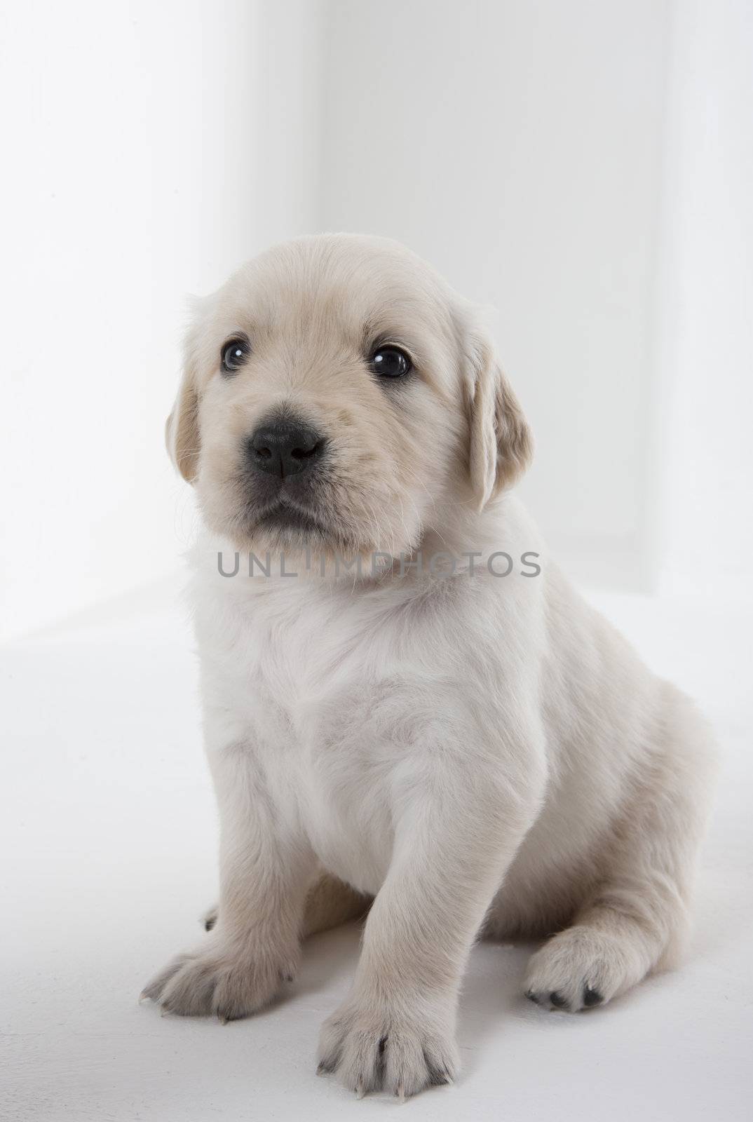 puppy of golden retriever by phbcz