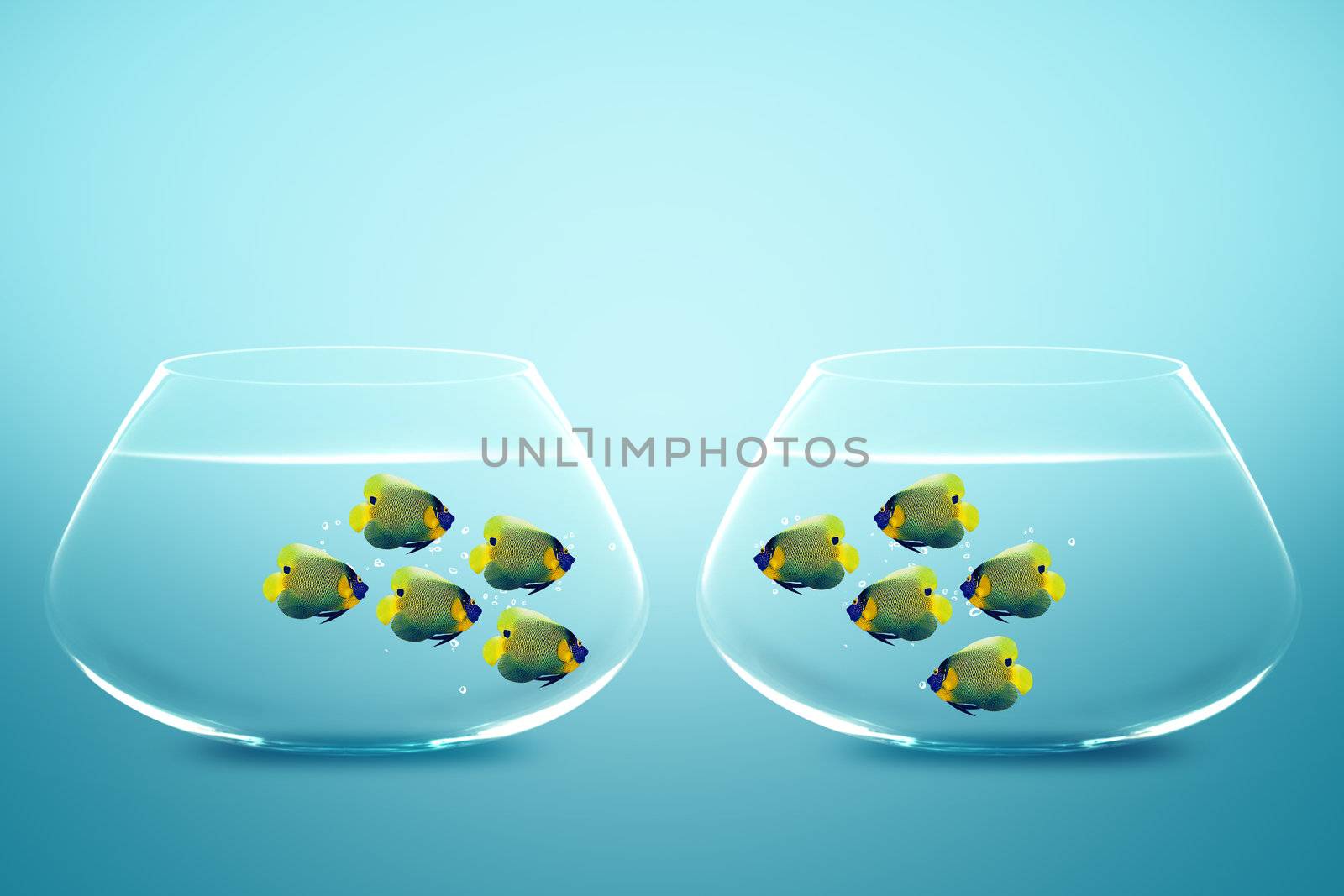 Two groups of angelfish in fishbowls looking to each other.