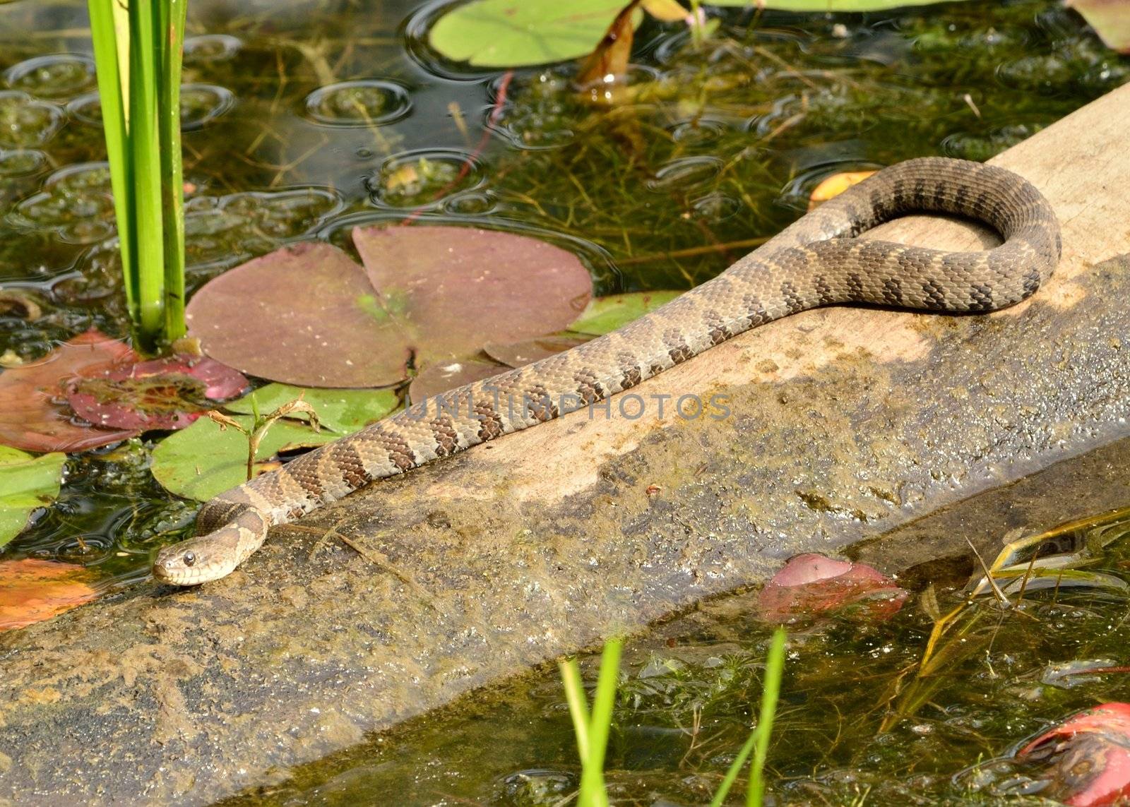 Northern Water Snake perched on a log warming in the sun.