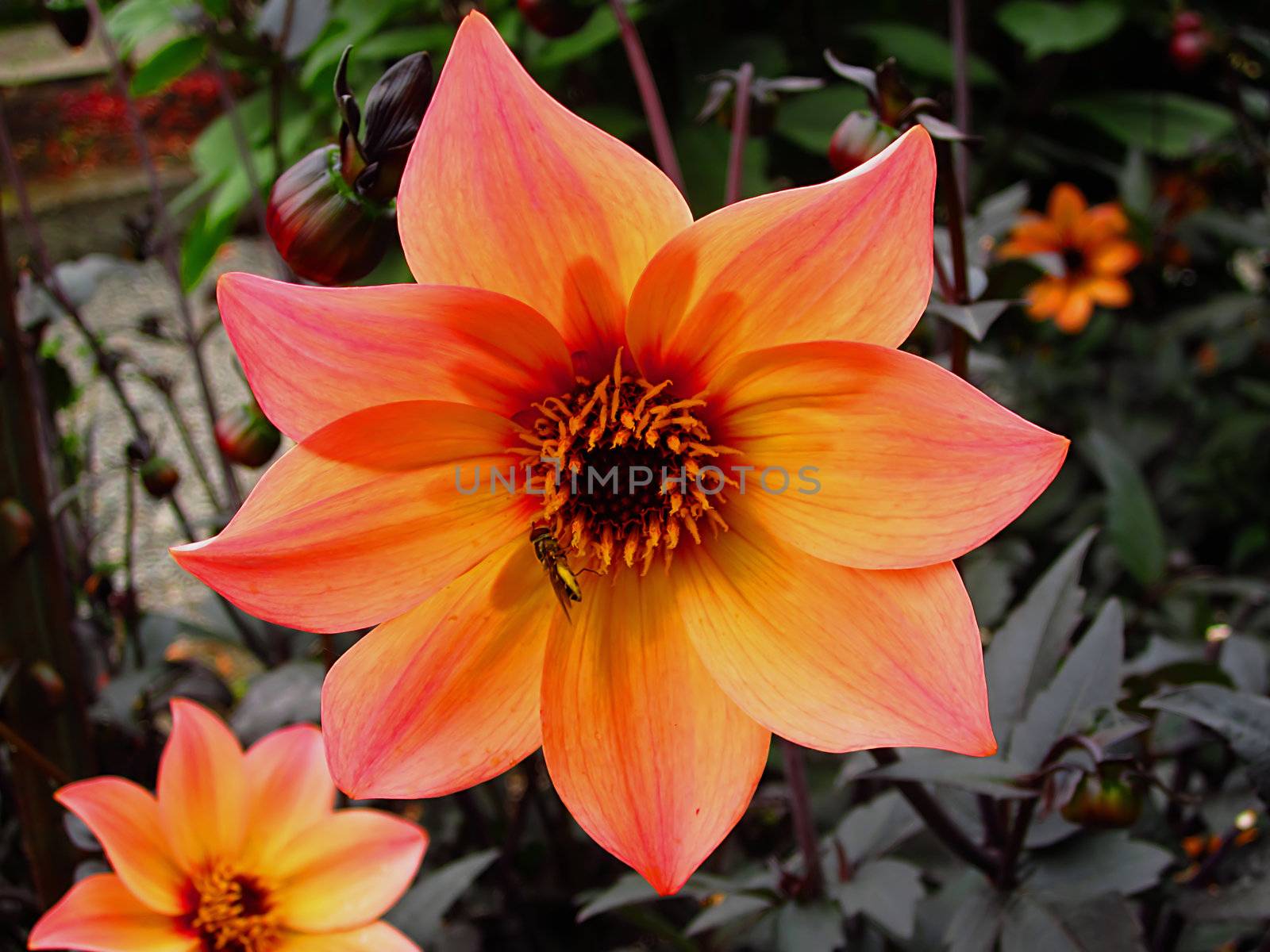 A photograph of a bee on a dahlia flower.