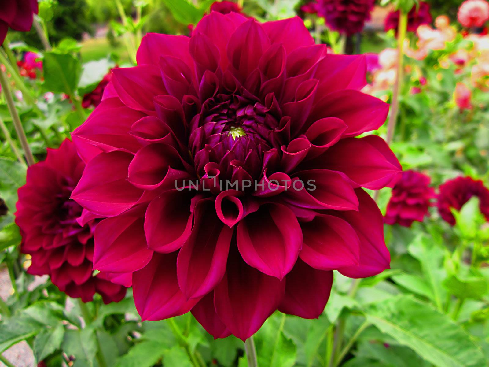 The Dahlia is a perennial plant that is cultivated for its wide variety of colored flower heads.  They are native to Mexico and Central America.