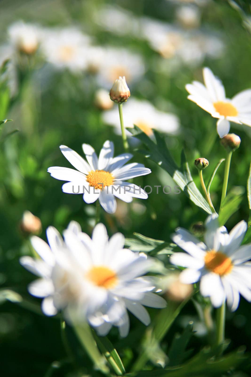 Multi-colored flowers in direct sunlight.