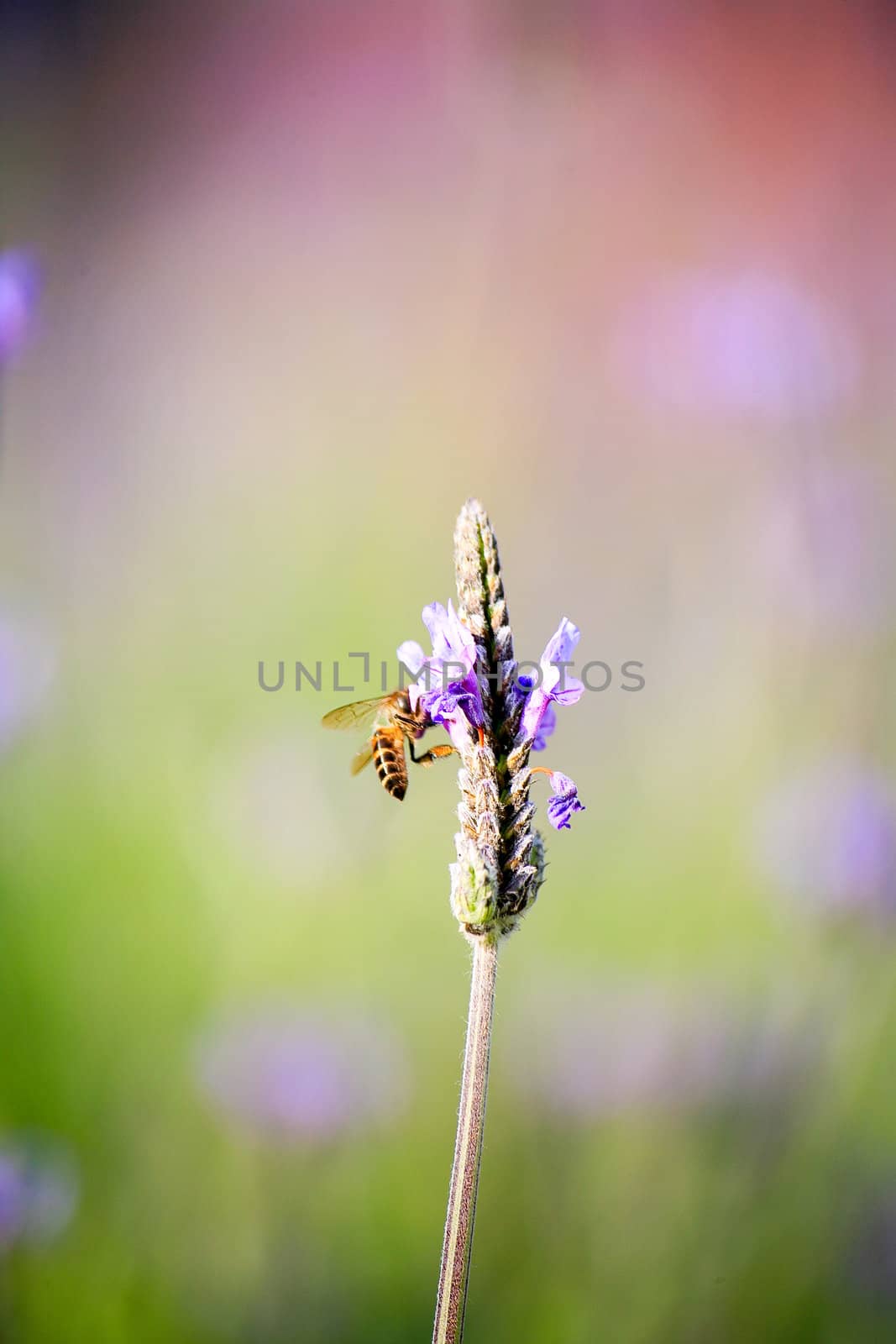 Lavender - bee on lavender in the garden.