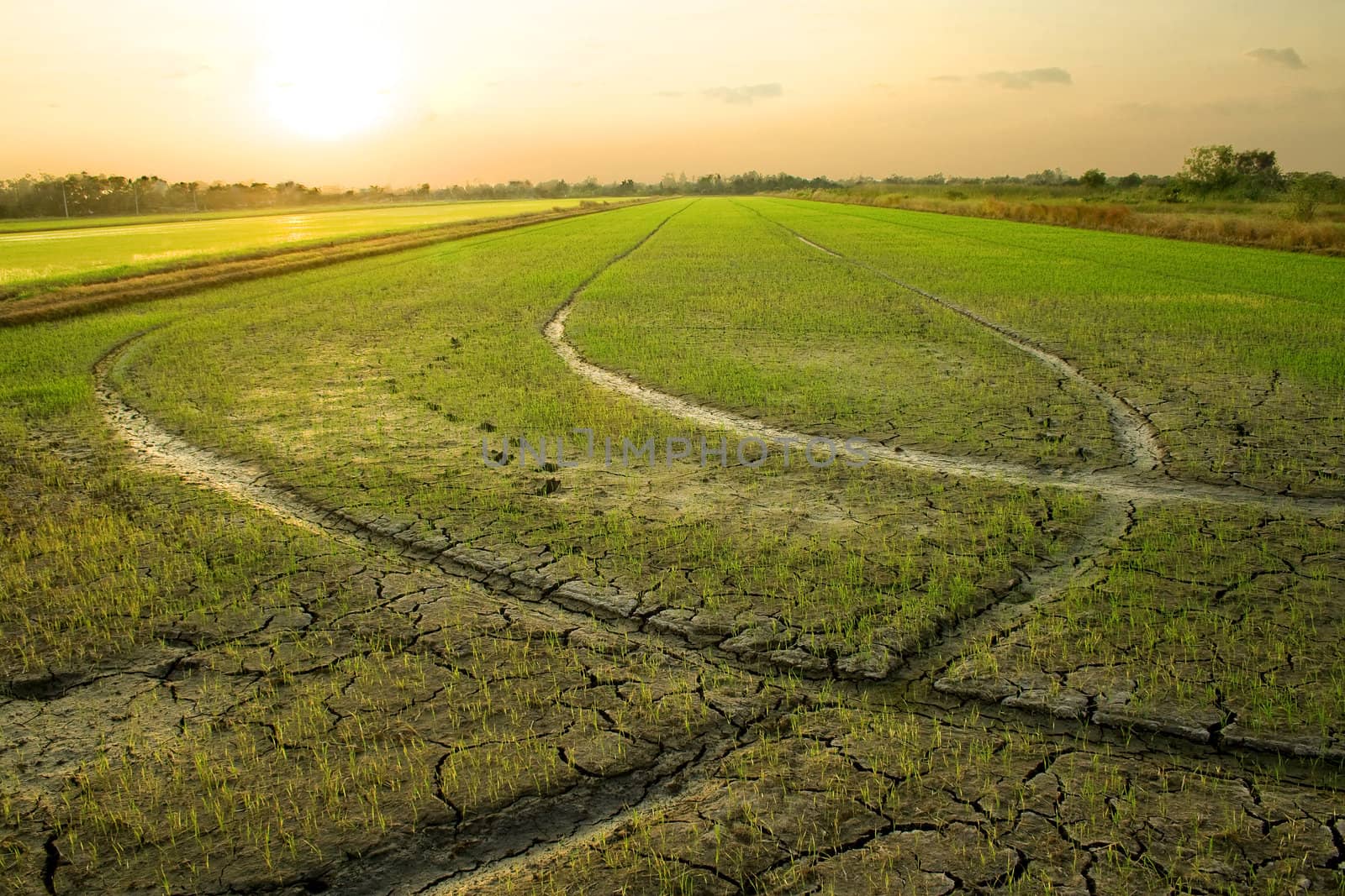 Rice fields in Thailand's capital.