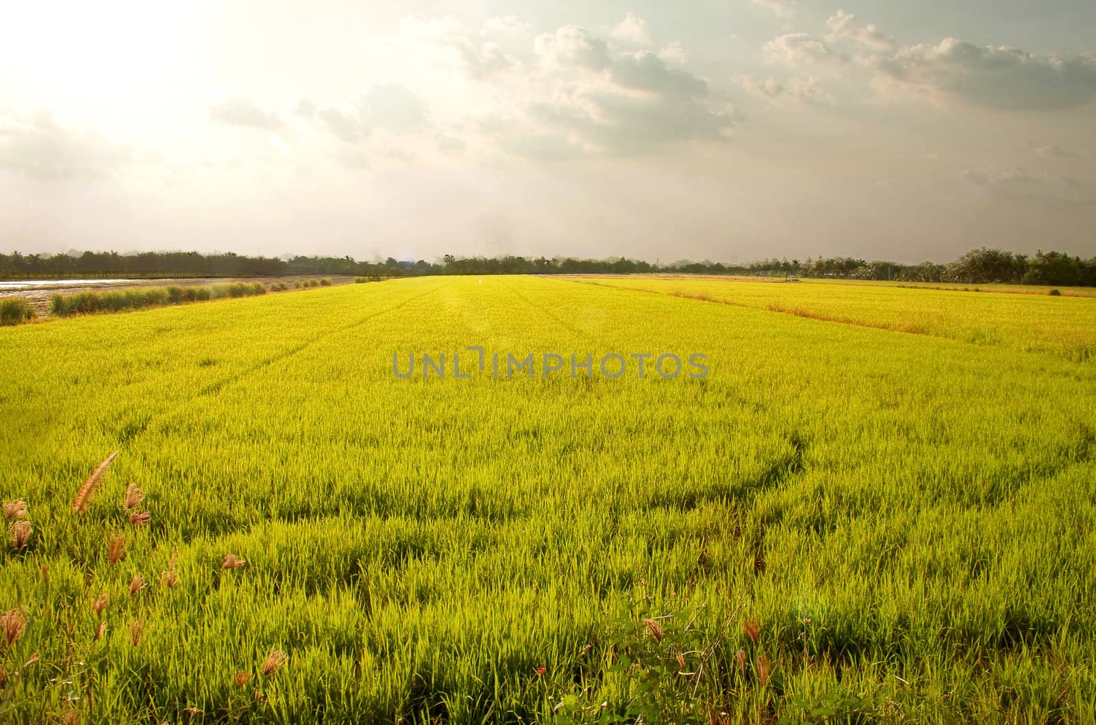 Rice fields in Thailand's capital.