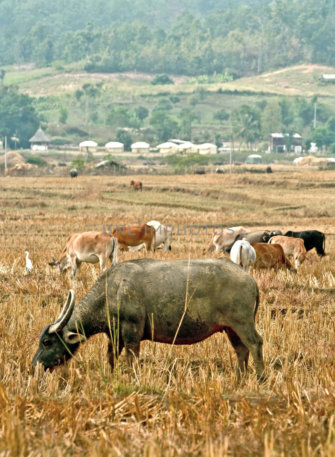 Standing buffalo eat the grass in the field