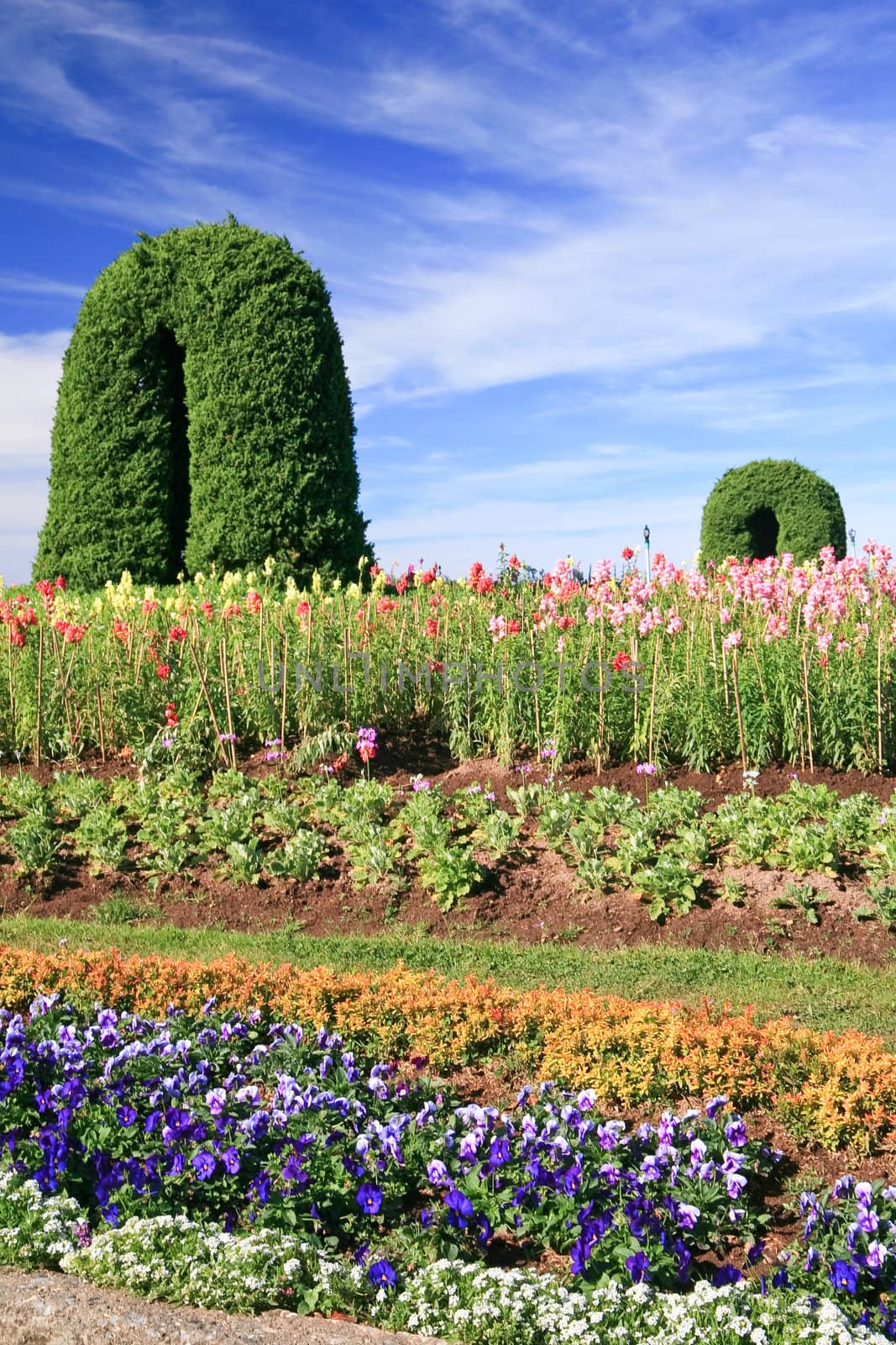 Multi-colored flowers in direct sunlight.