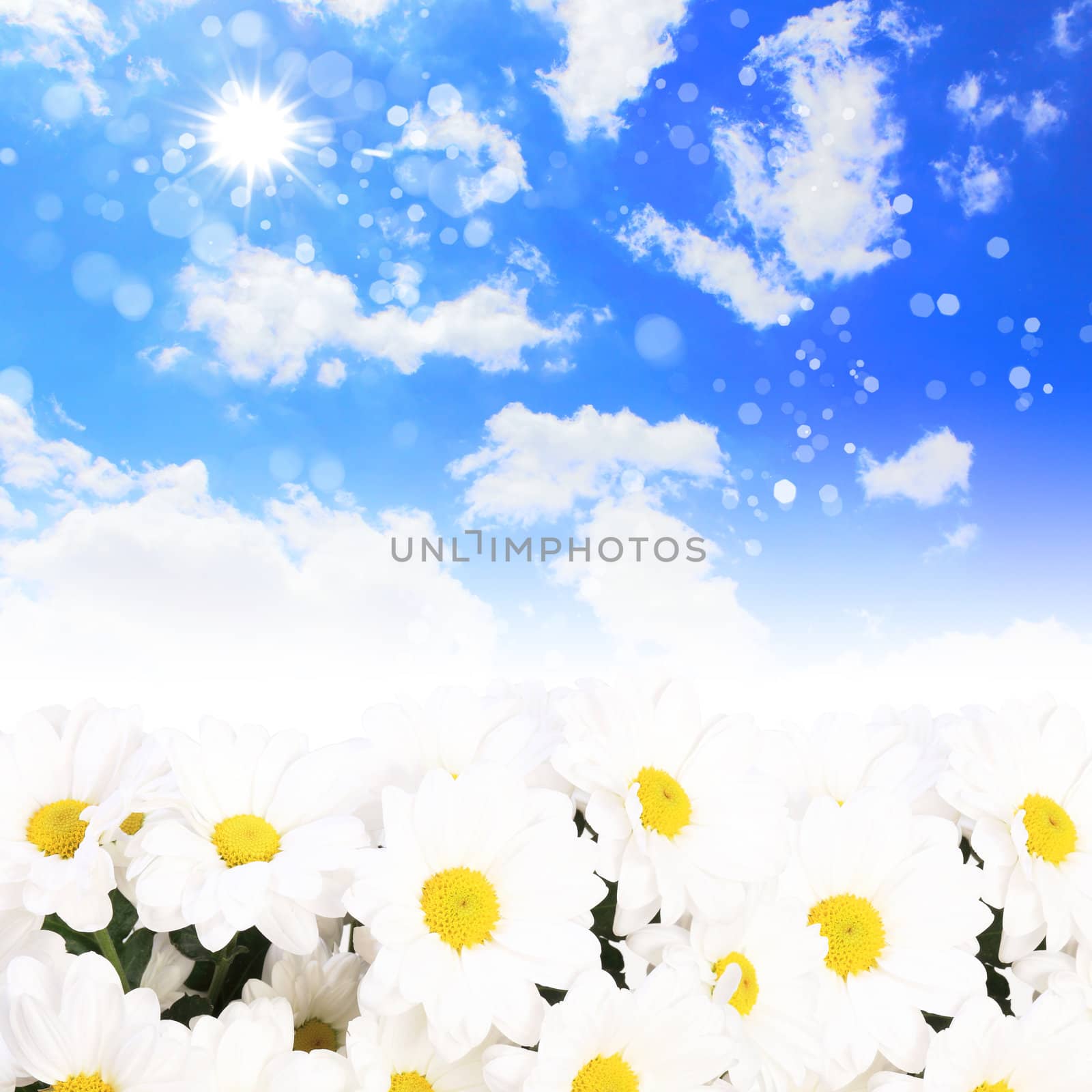 Colourful background with white and yellow camomiles