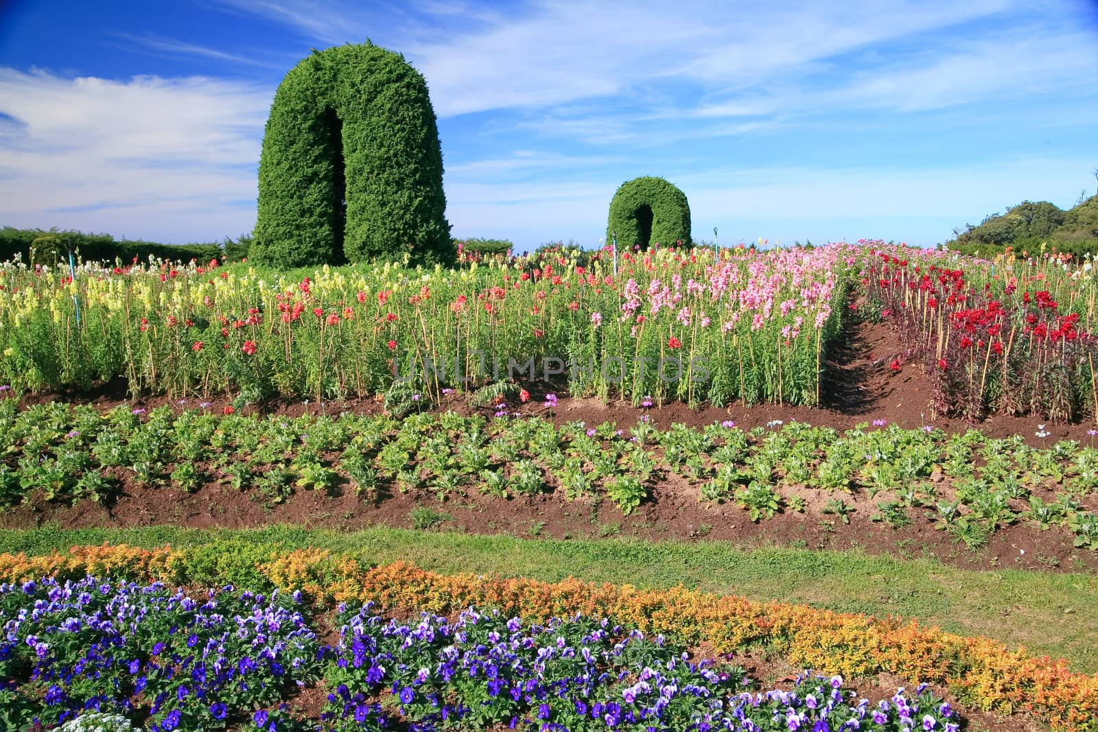 Multi-colored flowers in direct sunlight.