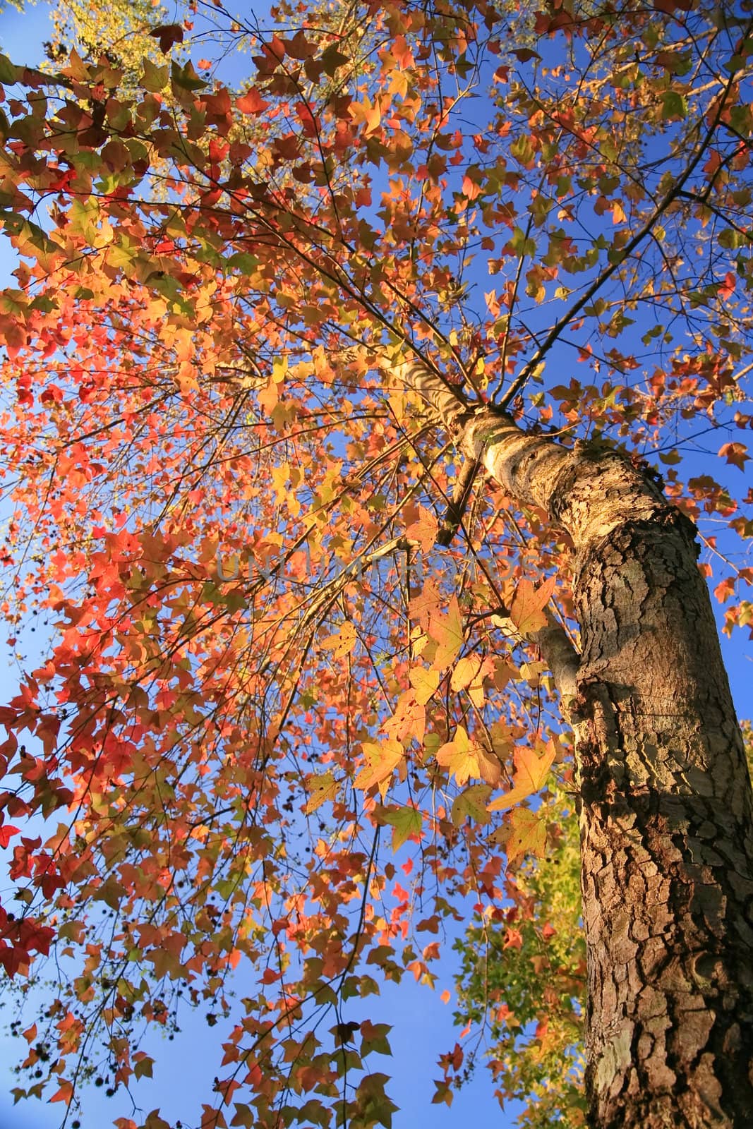 Many maple trees with the blue of the sky