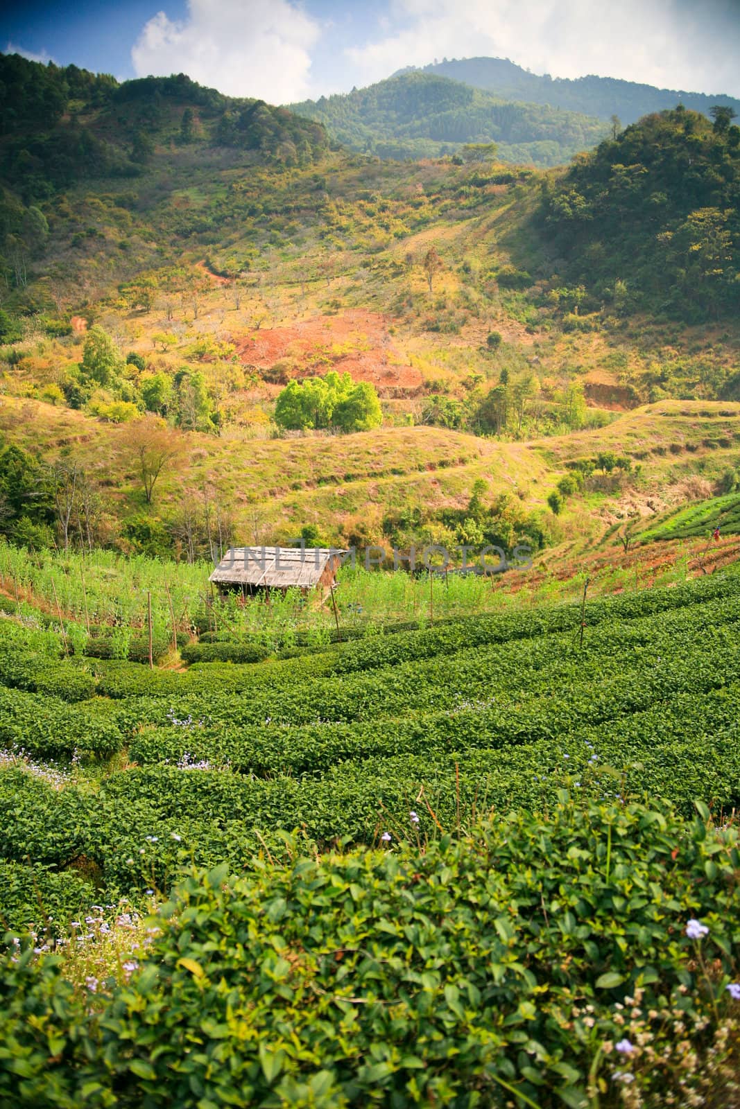 Tea plantation in the mountains of northern Thailand.