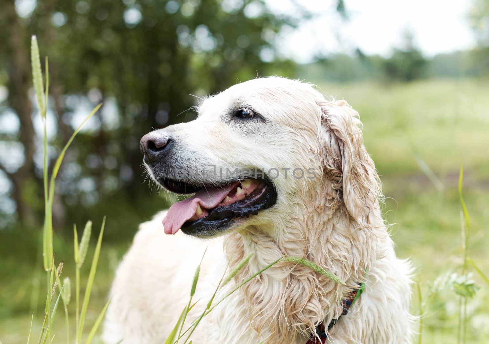 Portrait of Golden Retriever. Female, eight years old.