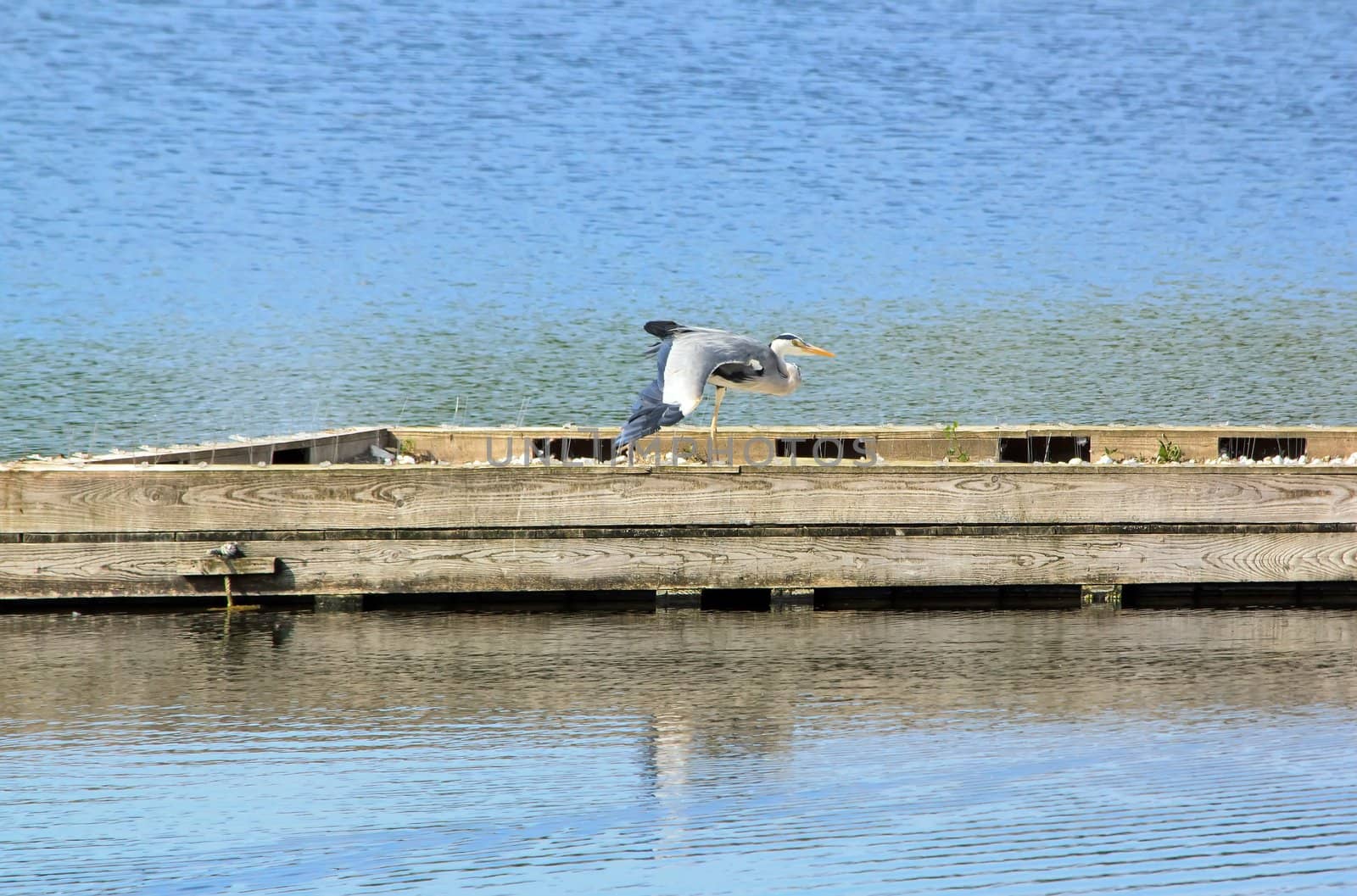 heron stretching on a barge, banks of the Marne in France Nature Reserve