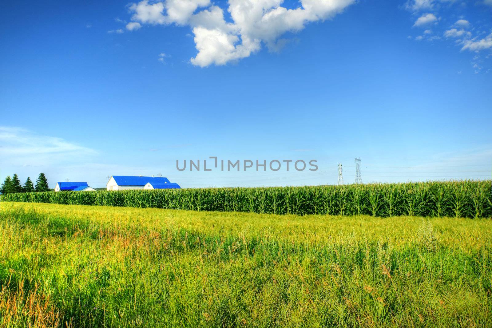 Rural landscape with grown corn field hiding the farm and barns and electricity pylons and cables, vivid hdr rendering.