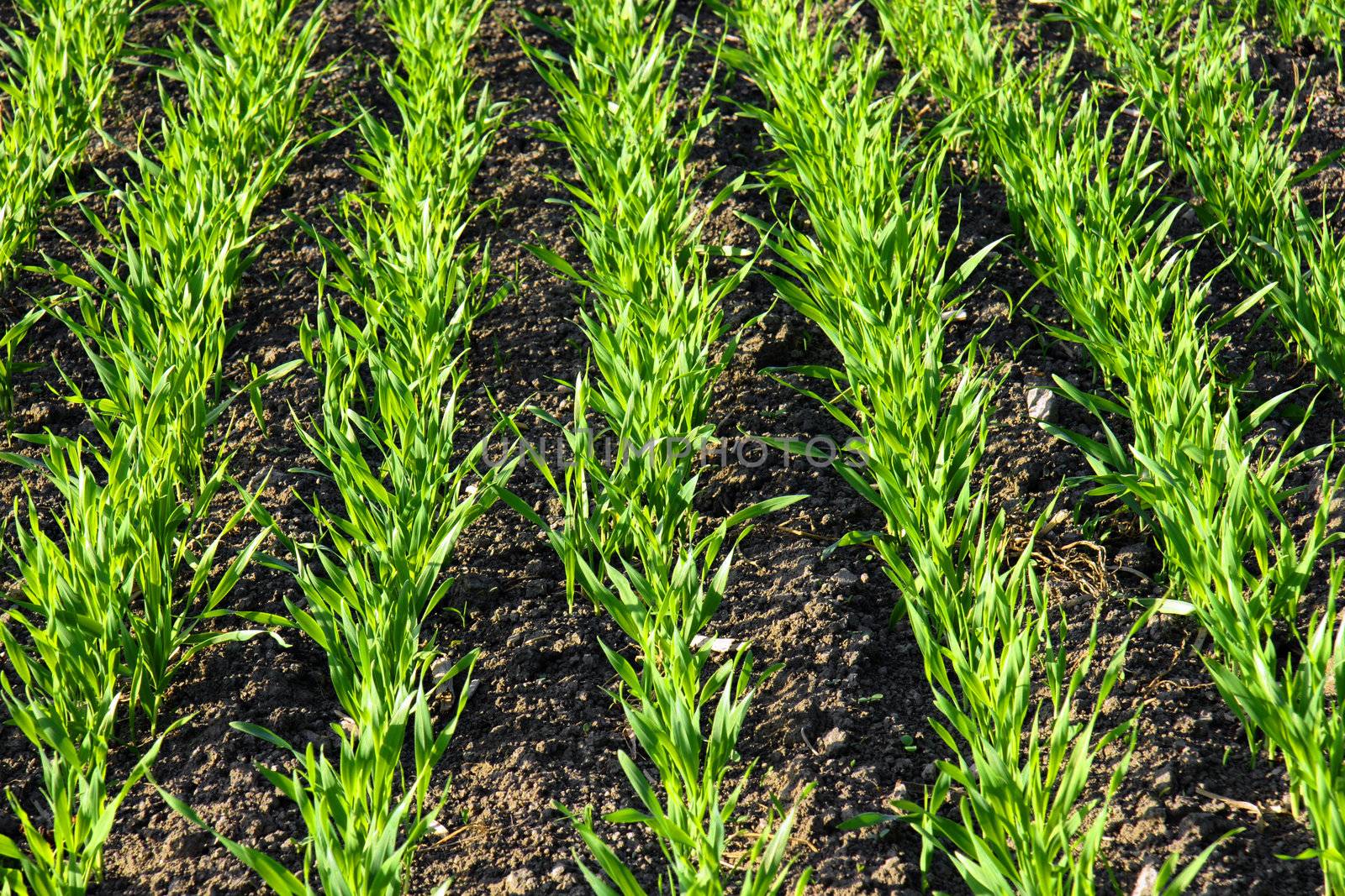 Vivid and bright green rows of growing cereals in an agricultural field
