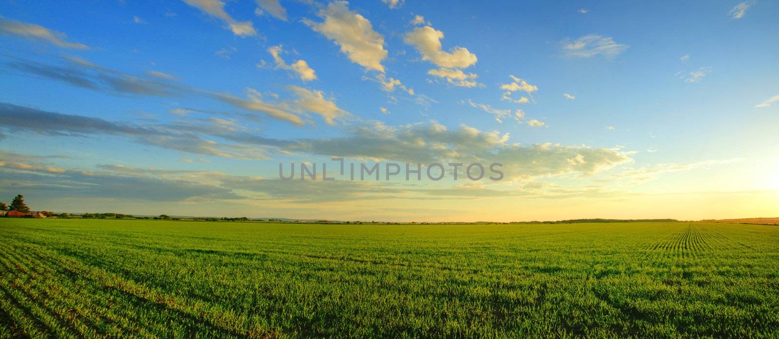 Magnificent panorama of  a sunrise over a newly planted cereal field- beautiful nature, dramatic HDR rendering.