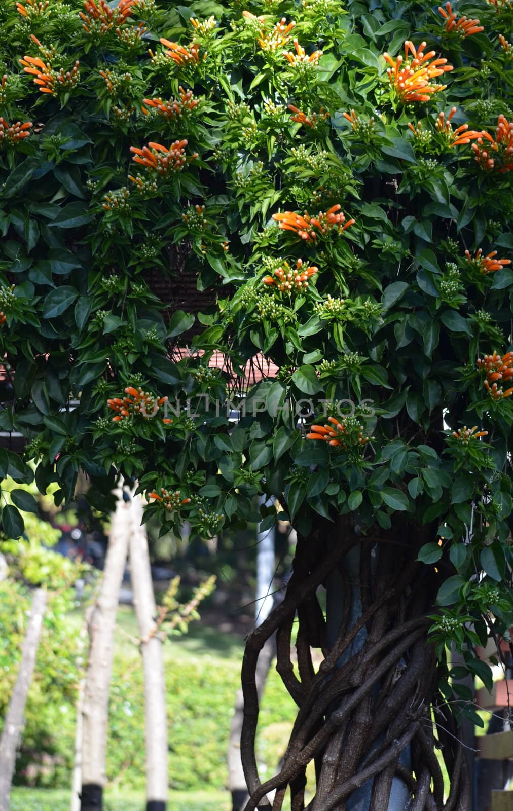 Climbing plant with organe flowers in a garden