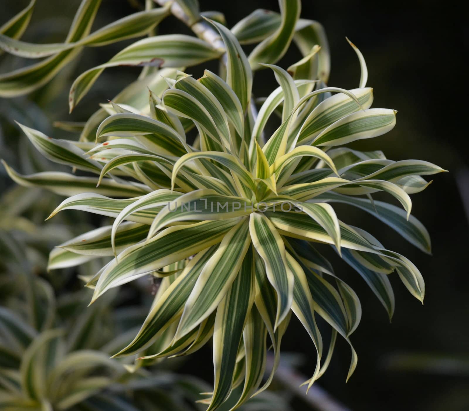 Green and white ribbon plant in a garden