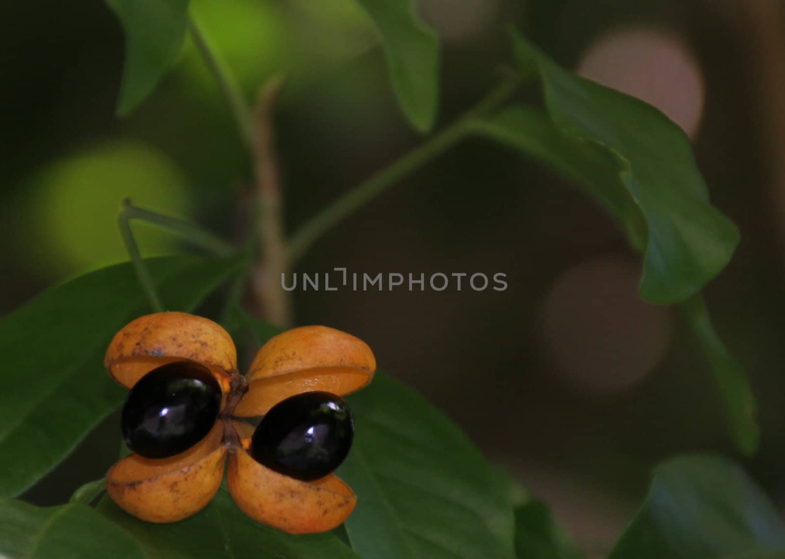 Plant with open orange seed pods and black seeds