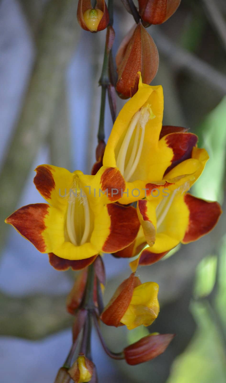 Exotic yellow orchids hanging on a vine