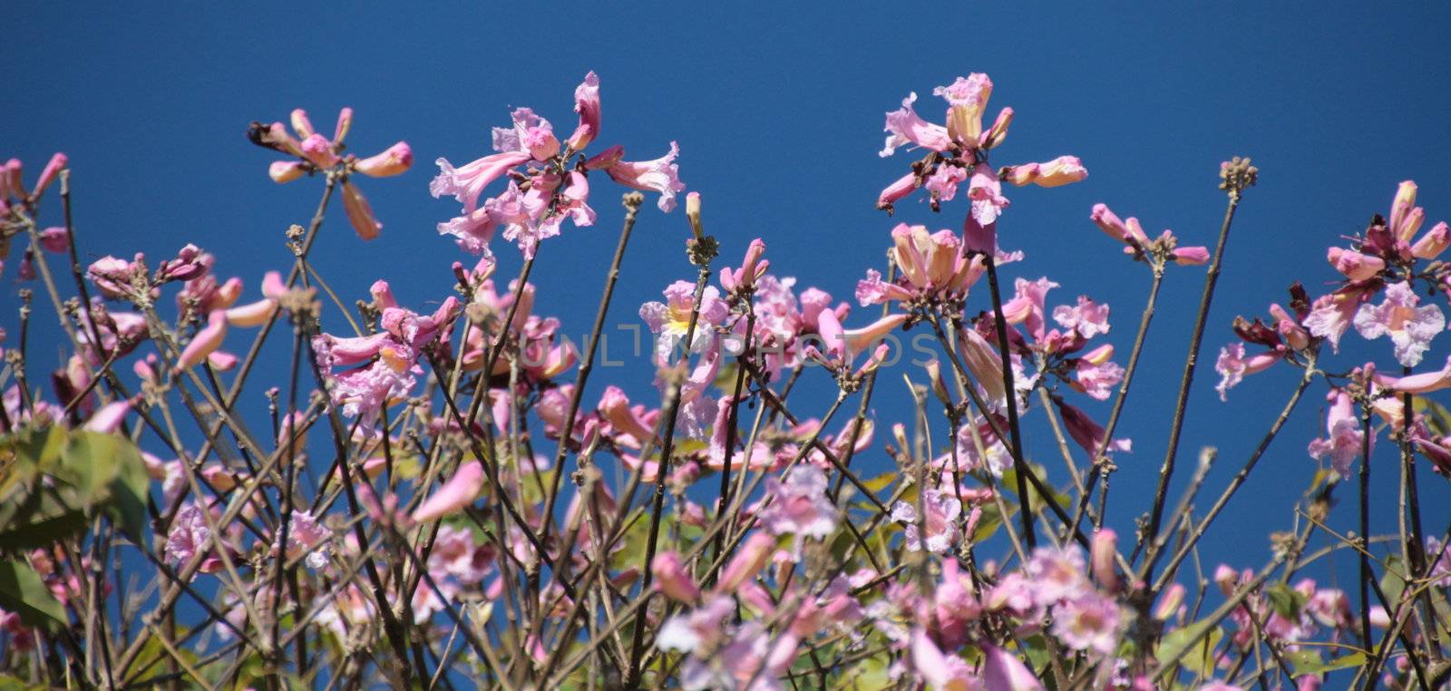 Pink flowers against blue sky by KirbyWalkerPhotos