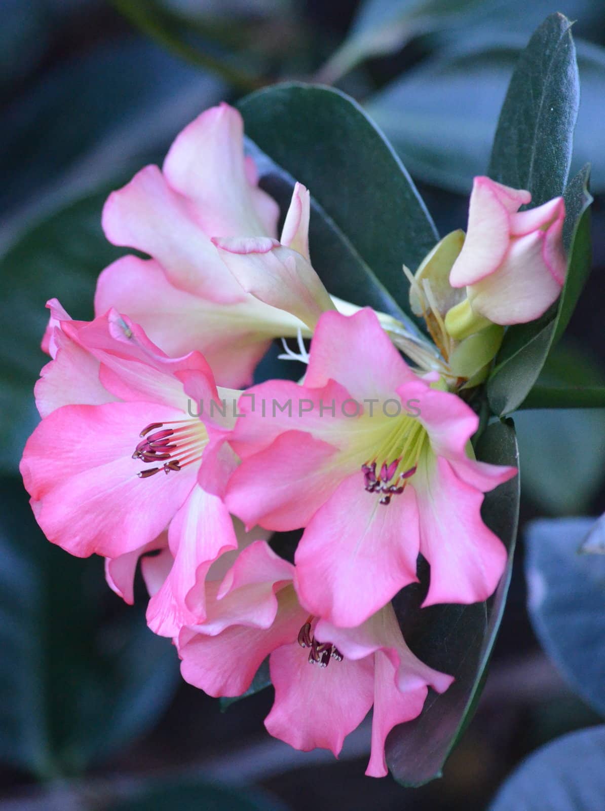 Pink flowers blooming on a tree in a garden