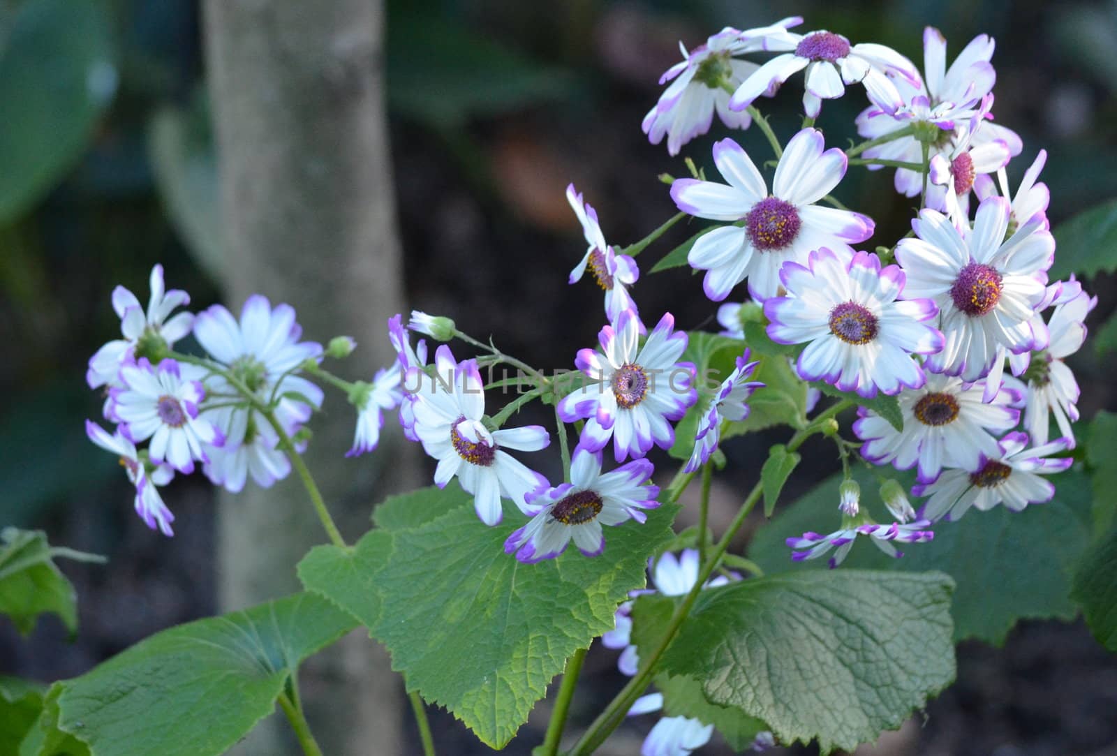 White flowers with purple edges in a garden