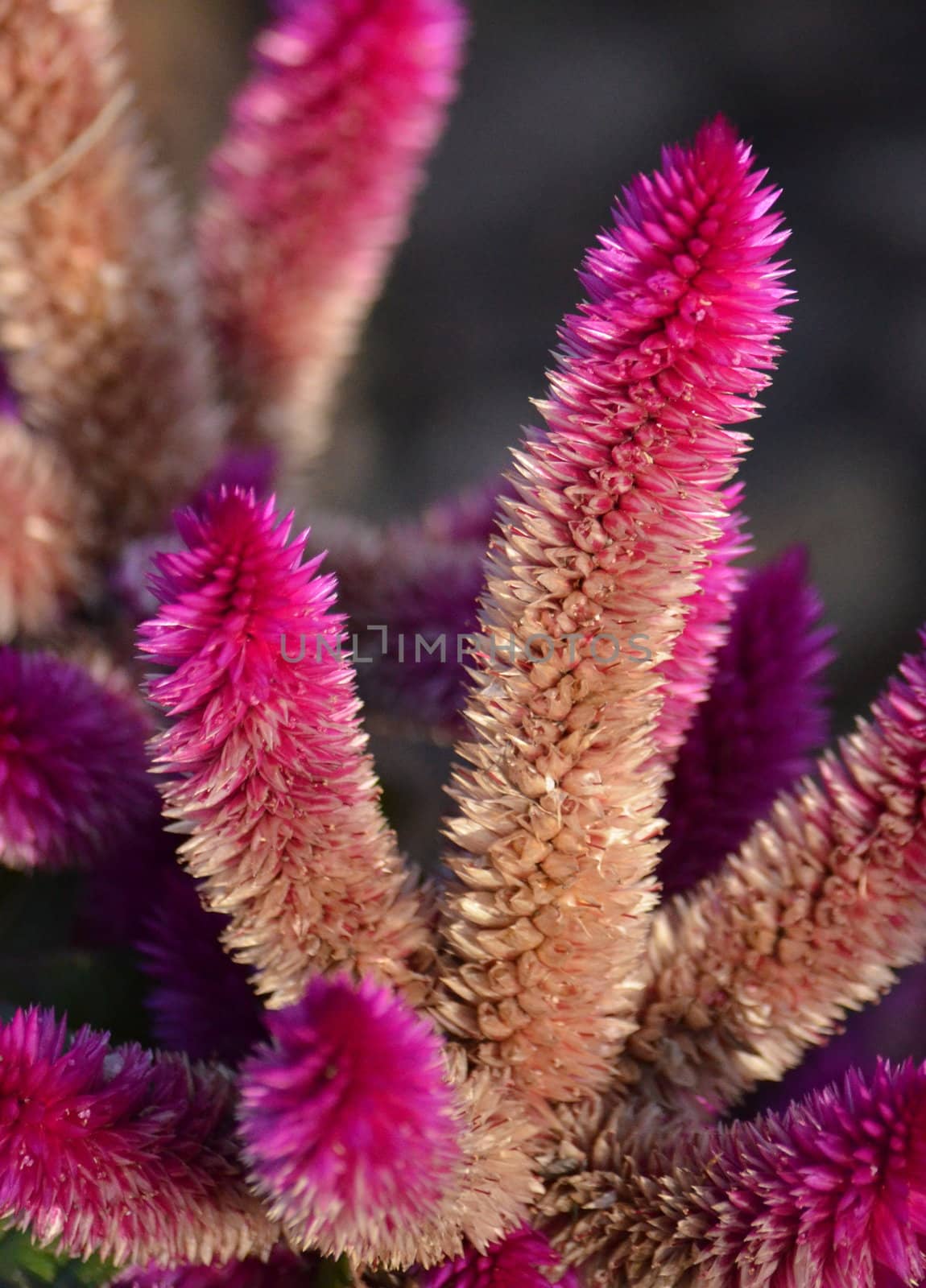 Fuzzy pink and purple flowers by KirbyWalkerPhotos