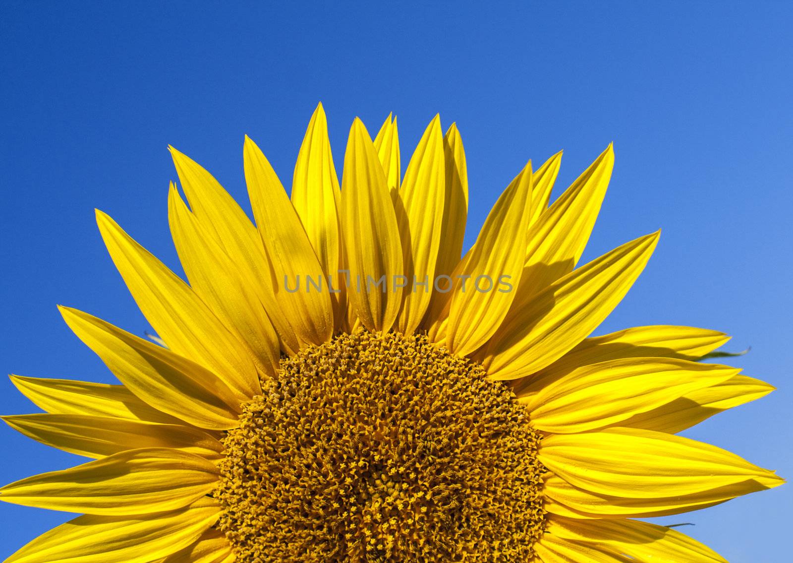 Fully blossomed sunflower by anelina