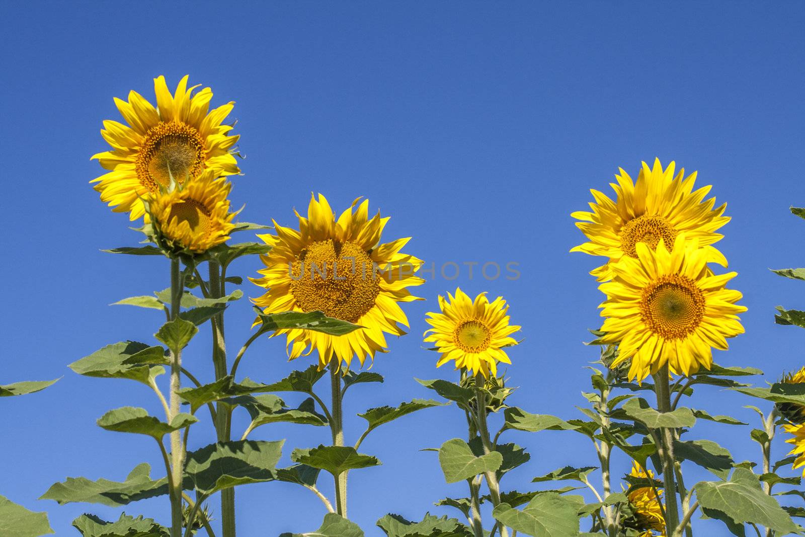 Fully blossomed sunflower with blurred flowers in the background