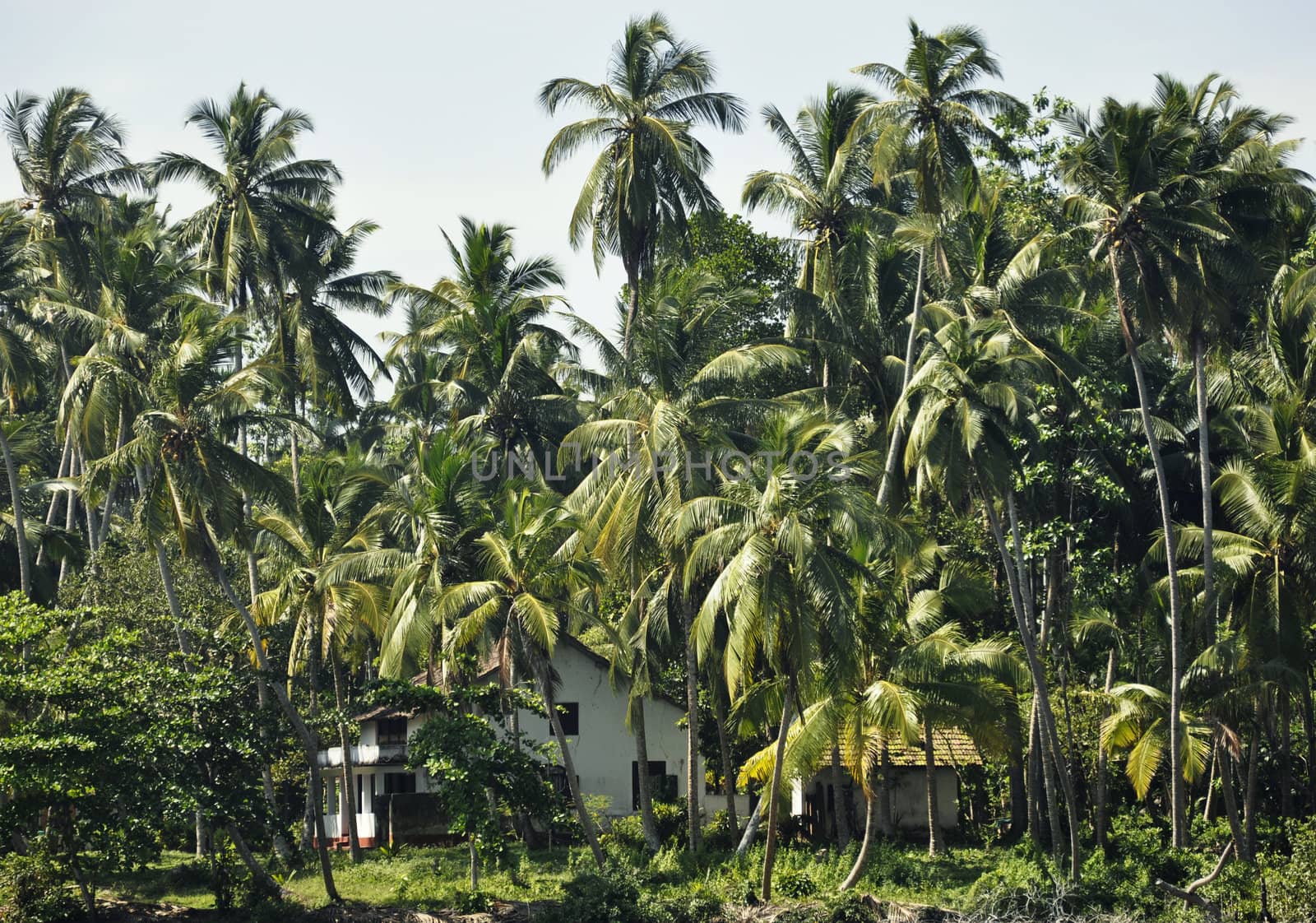 The view of a house surrounded by palm trees in Sri Lanka