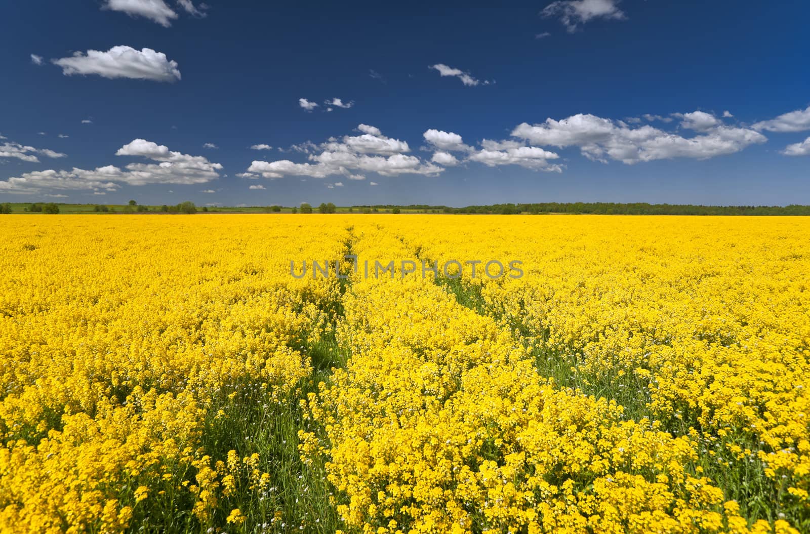 Flowering yellow rape field and clouds in blue sky