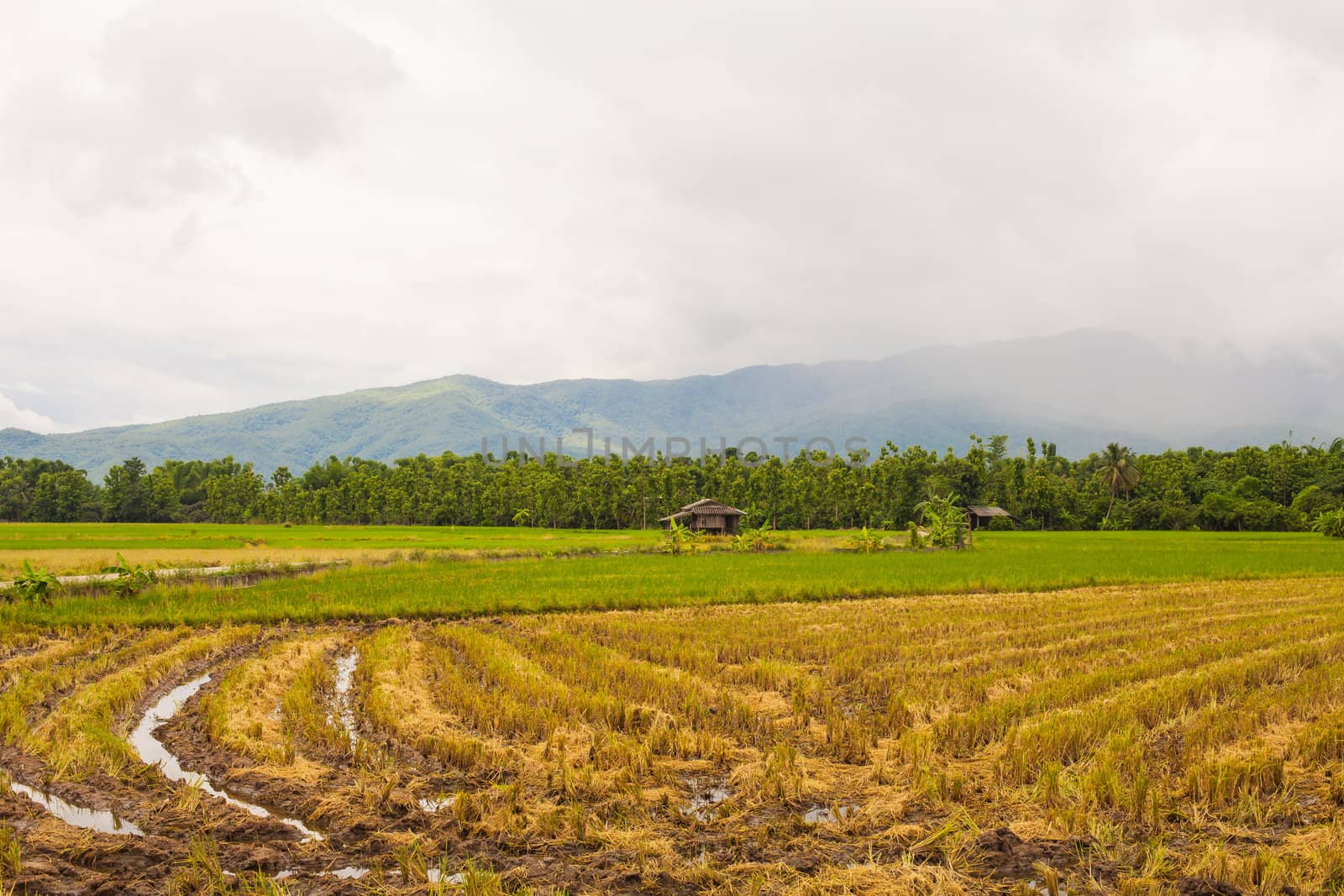 mountain valley of northern Thailand.