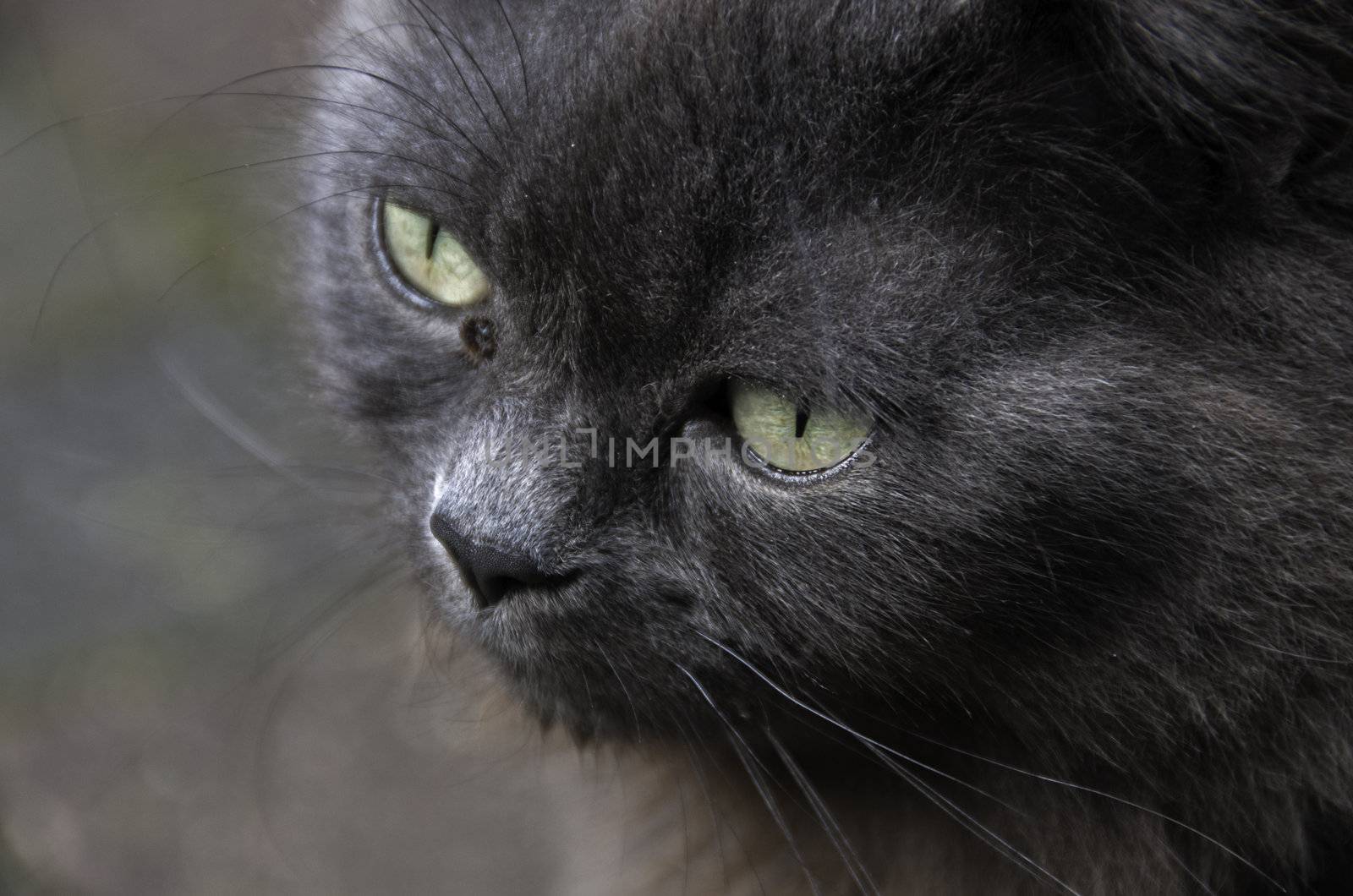 maine coon