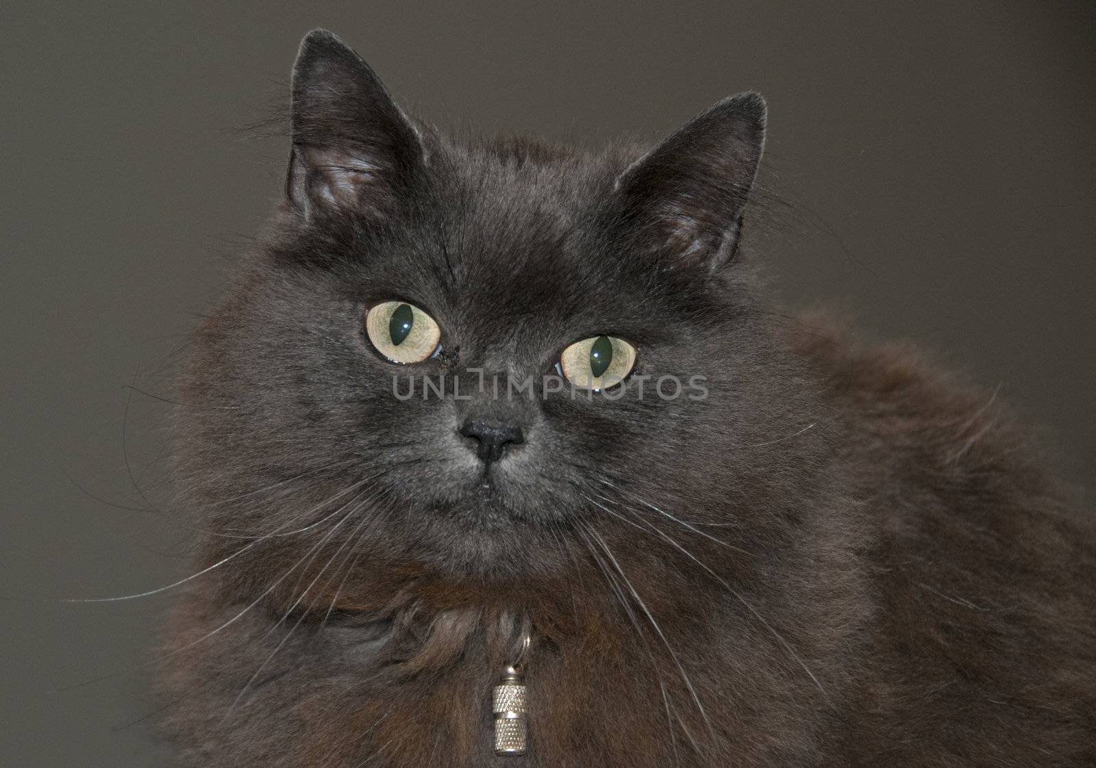maine coon cat with green eyes