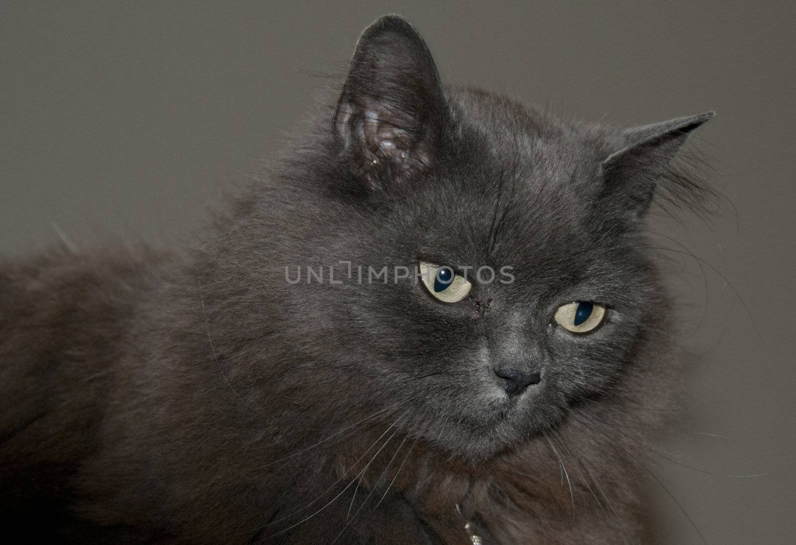 brown maine coon cat  pet