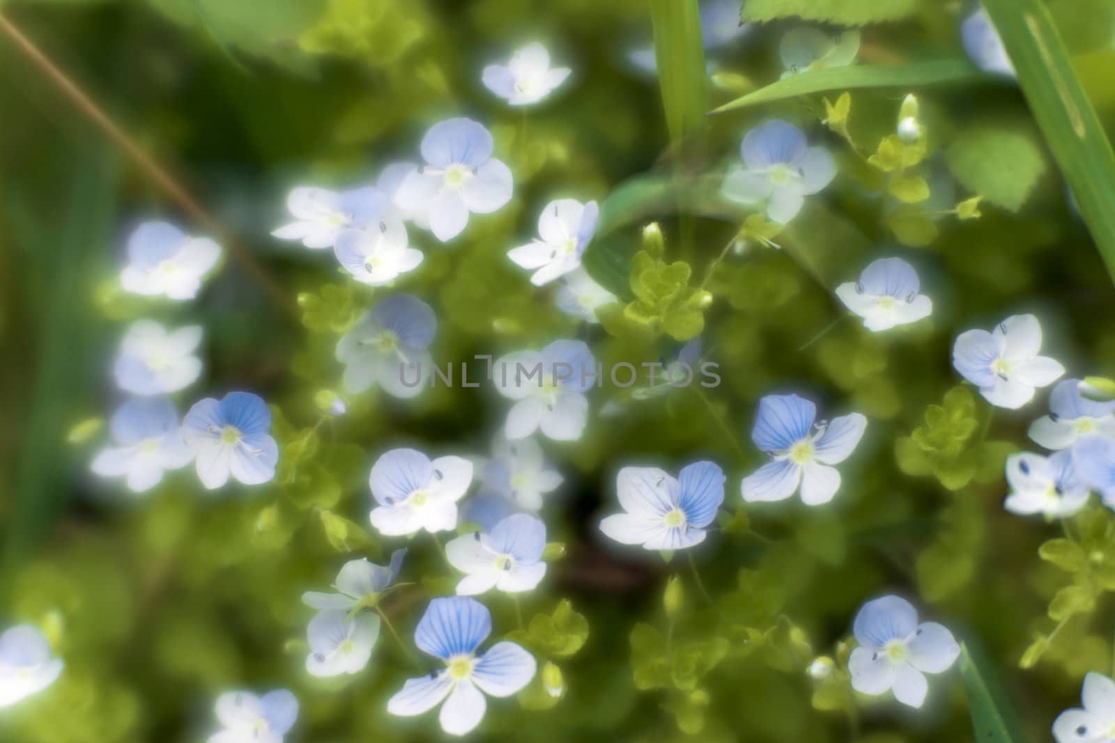Wild flowers close-up through monocle lens