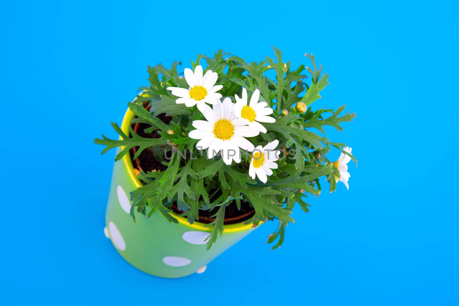 marguerite on blue background