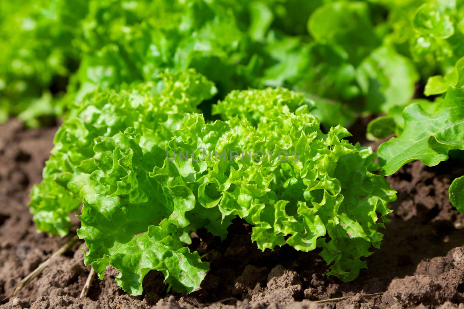 fresh salad /vegetable garden/lettuce plantation
