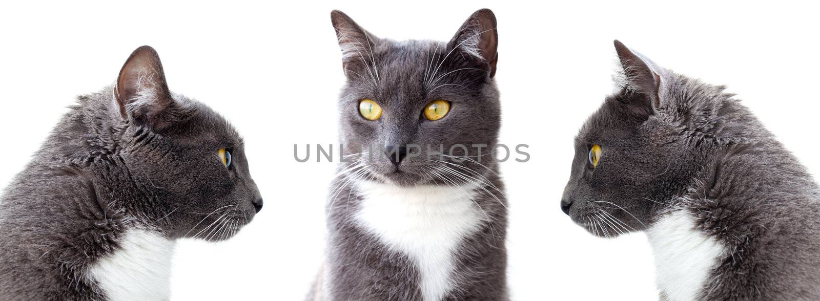 grey cats. Isolated on white background by motorolka