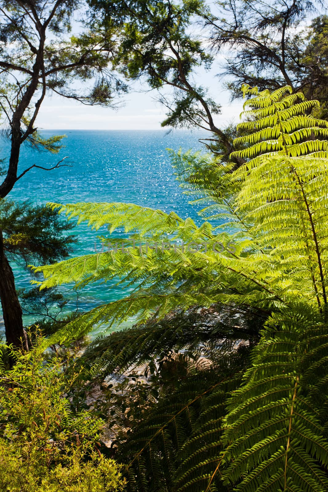 Lush sub-tropical forest vegetation of Abel Tasman National Park, South Island, New Zealand